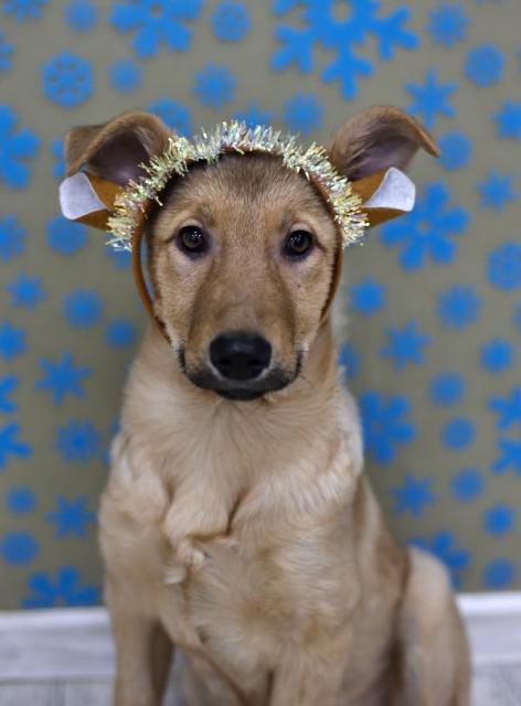 Ди-ди Щенятник